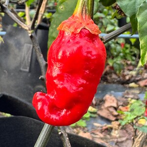 Adrenalina Red - (Capsicum chinense) - Seeds