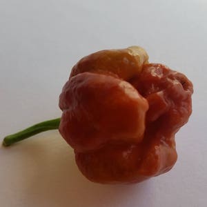 Moruga Scorpion Caramel - Seeds