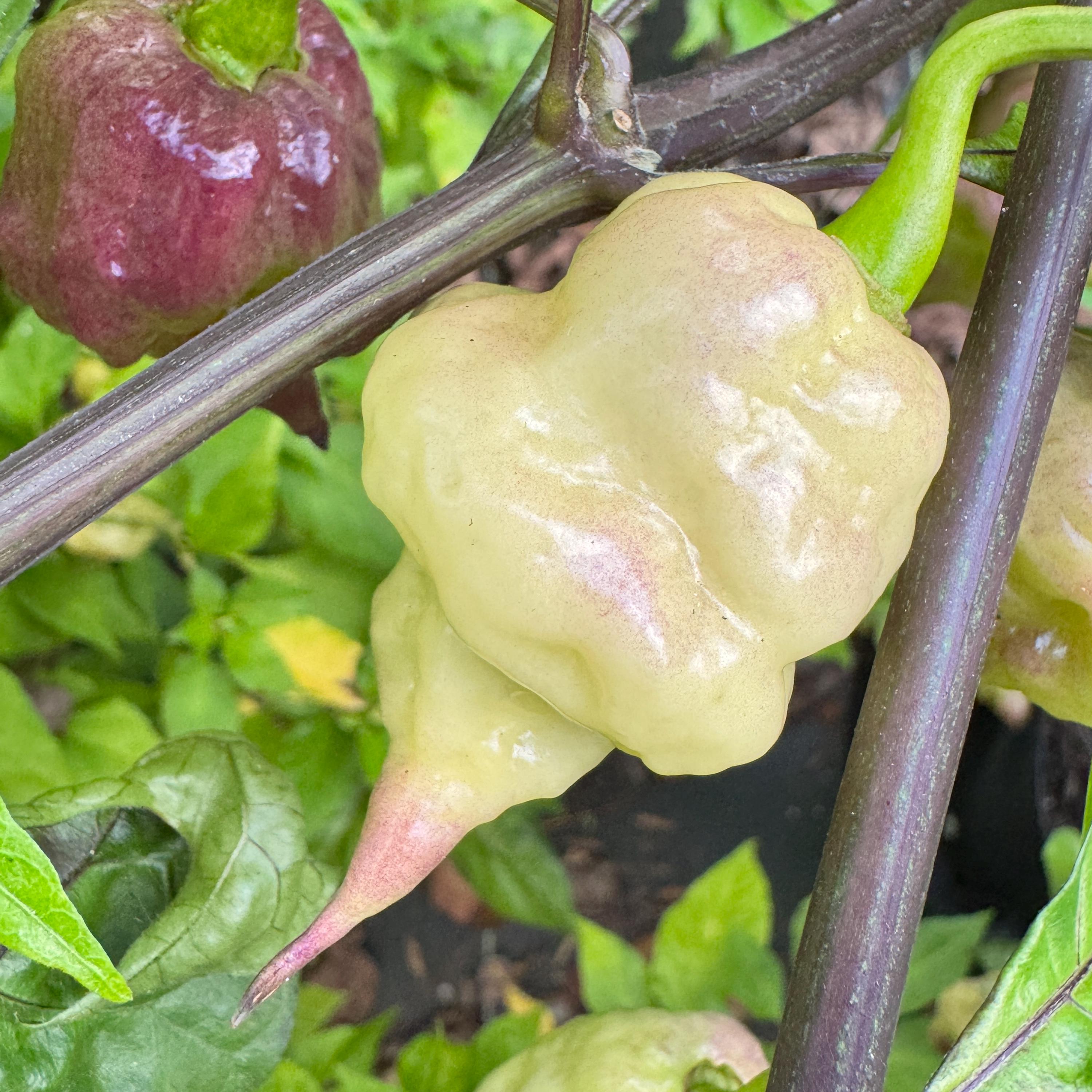 Jay’s × Pink × Reaper Lemon – (capsicum Chinense) - Seeds. - Etsy