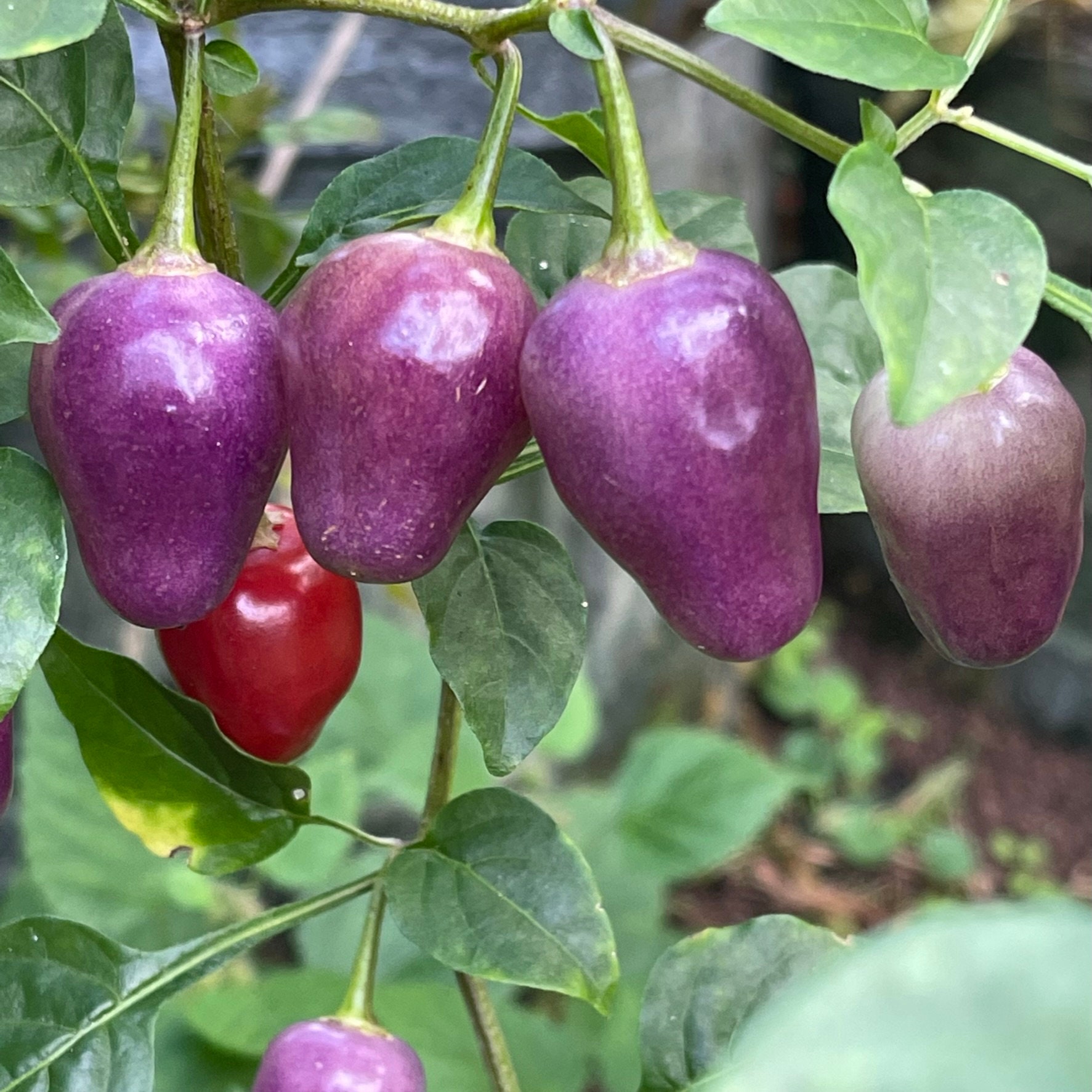 Aji Ayuyo capsicum Baccatum Seeds Etsy Denmark