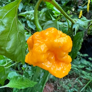 Scotch Brains XCP - (Capsicum Chinense) - Seeds