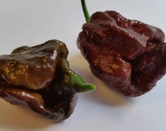 Trinidad Chocolate Scorpion - (Capsicum chinense) - Seeds