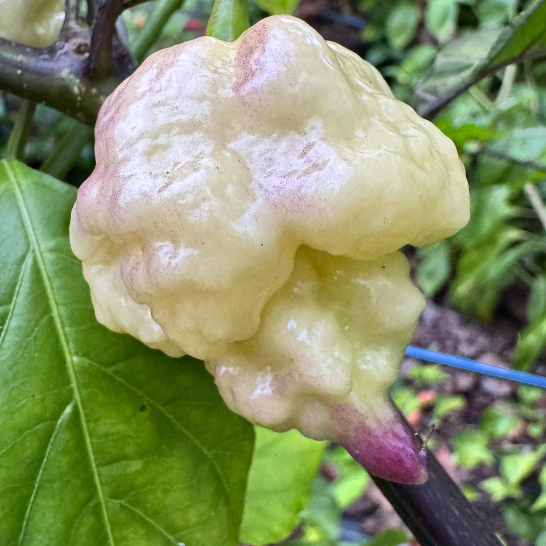 Jay’s × Pink × Reaper Lemon – (capsicum Chinense) - Seeds. - Etsy