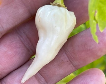 Chupabrain White - (Capsicum chinense) - Seeds