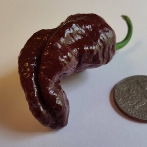 Bhut Jolokia Ghost Pepper Seed Collection - 3 Types of Ghost Pepper Seeds (Chocolate Ghost, Red Ghost, White Ghost)