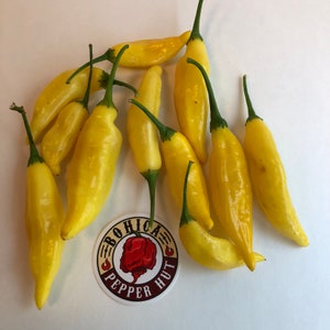 May include: A group of nine yellow chili peppers on a white surface. The peppers are all about the same size and shape, and they are all pointing in different directions. There is a sticker in the lower right corner that says "BOHICA PEPPER HUT".