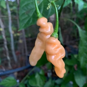 Lightning Habanero Peach - (Capsicum Chinense) - Seeds