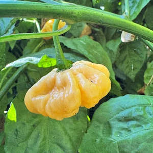Goat Brains - (Capsicum Chinense) - Seeds