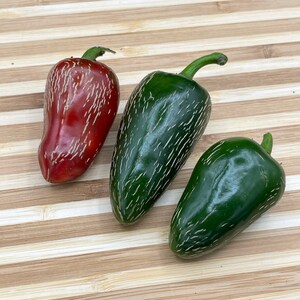 Jalapeño Traveler (Capsicum annuum) - Seeds