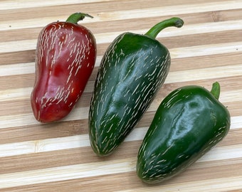 Jalapeño Traveler (Capsicum annuum) - Seeds