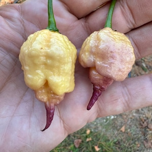 Peach Reaper DS (Capsicum chinense) - Seeds
