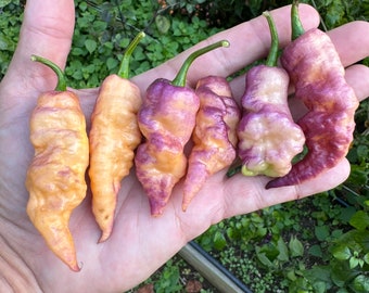 Bingo - (Capsicum Chinense) - Seeds