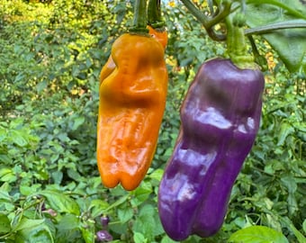 Fruitgum Multicolored - (Capsicum chinense) - Seeds