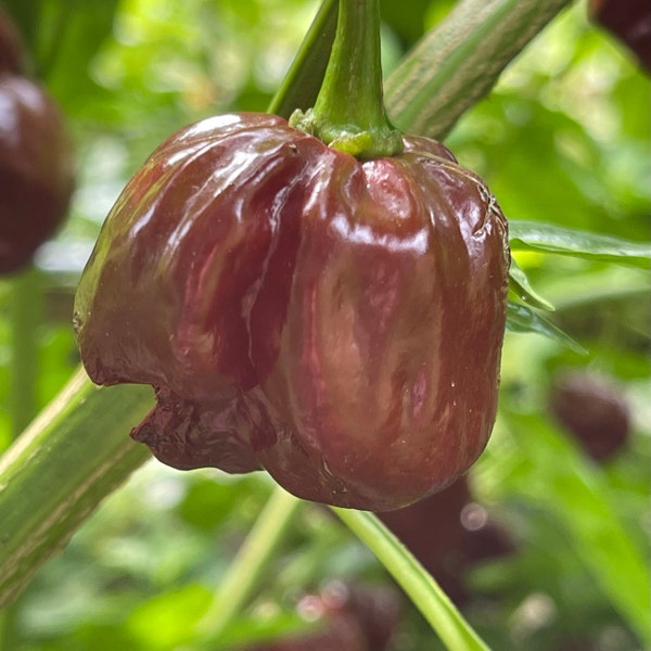 Scotch Bonnet Chocolate - (Capsicum Chinense) - Seeds