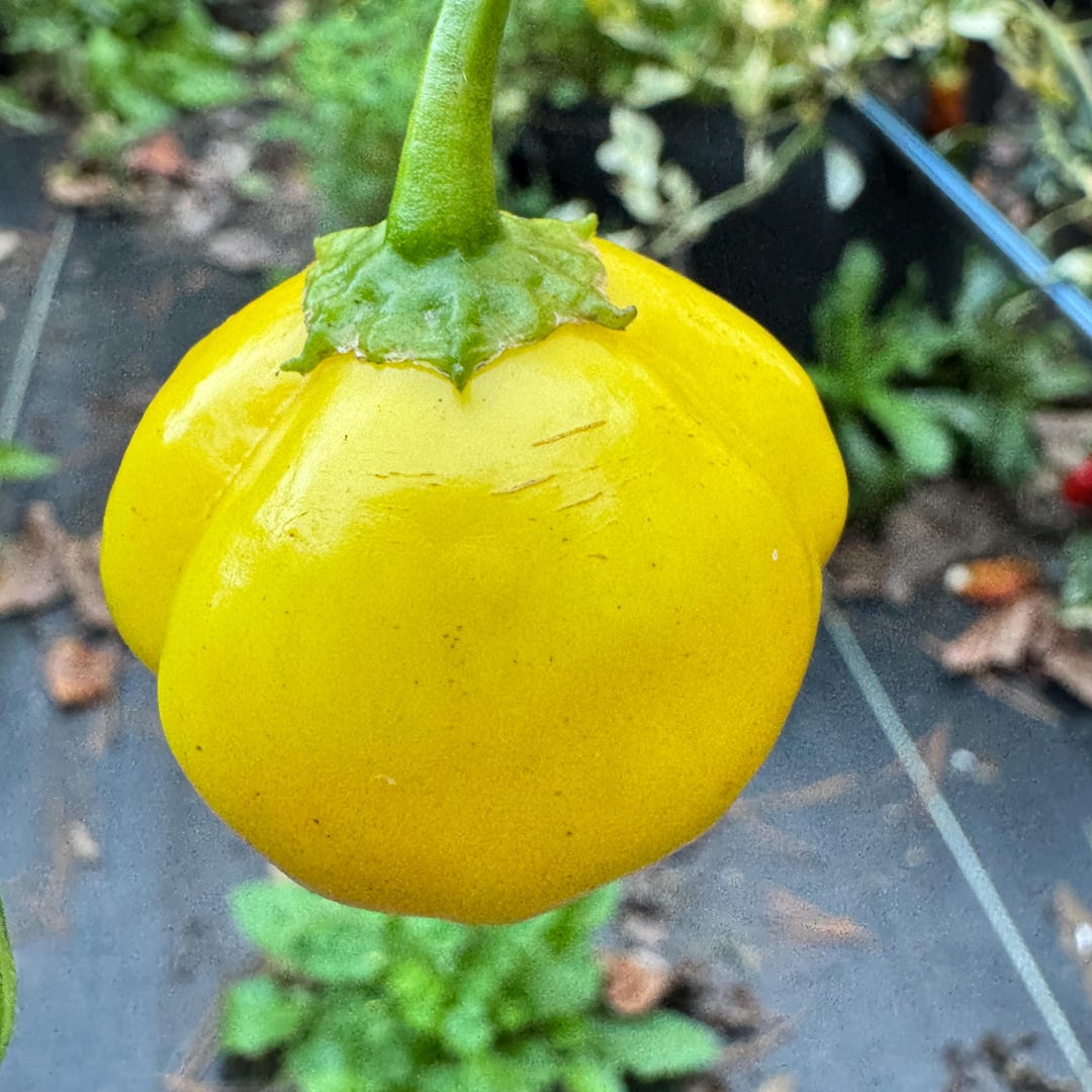 Aji Lemon Balls (capsicum Baccatum) - Seeds - Etsy