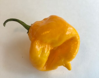 Yellow Reaper - Seeds