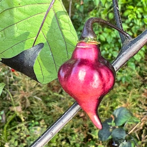 PJ UFO - (Capsicum chinense) - Seeds