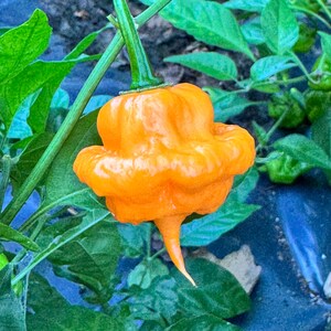 Peach Starrkist - (Capsicum chinense) - 10 Seeds