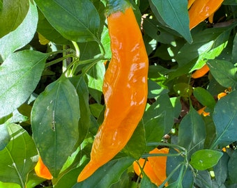 Yellow Pasilla Mixe Chili or Yellow Pasilla de Oaxaca (Capsicum annuum) - Seeds