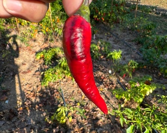 Cayenne Purple - (Capsicum annum) - Seeds