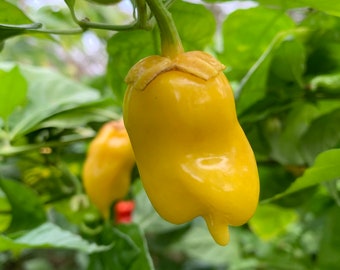 7 Pot Bubblegum Yellow - (Capsicum Chinense) - Seeds