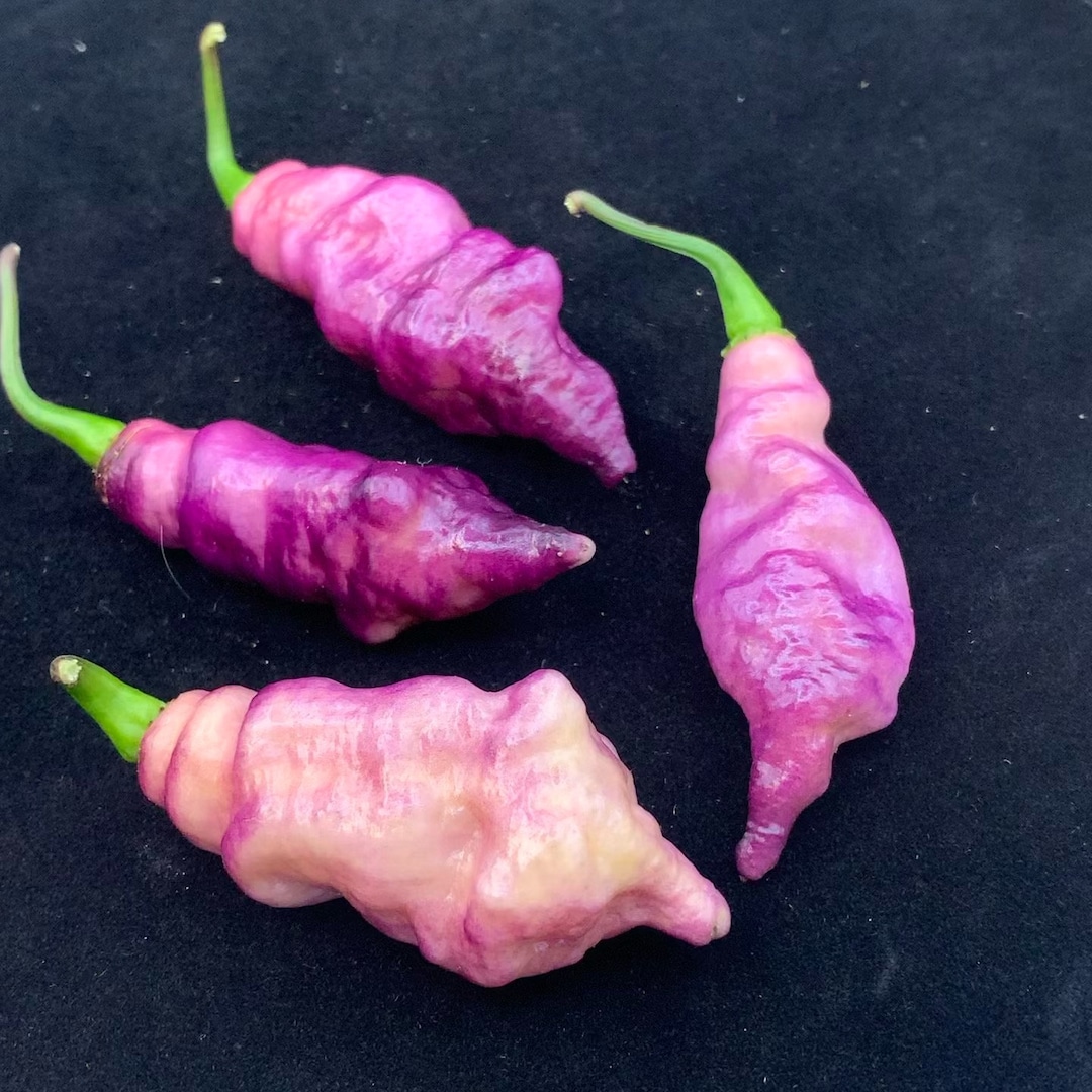Pink Tiger - (capsicum Chinense) - Seeds - Etsy