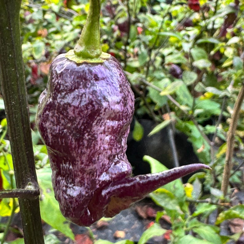 Jay's Pink Black - (capsicum Chinense) - Seeds - Etsy