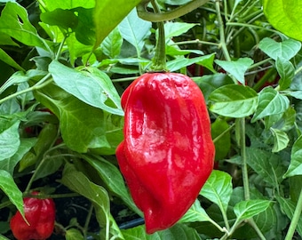 Mayan Red Habanero - (Capsicum chinense) - Seeds