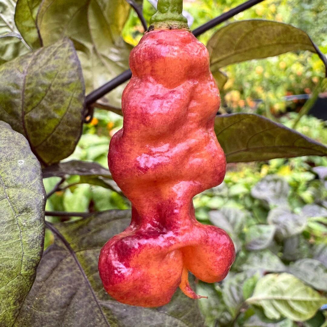 Jay’s Pink – (capsicum Chinense) - Seeds. - Etsy
