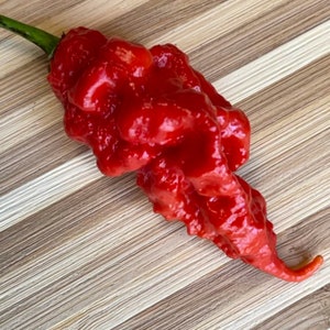 Bhut Jolokia (Ghost Pepper) - (Capsicum chinense) - Seeds