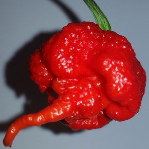 EXTREME HOT - 3 Pepper Combo Pack:  Carolina Reaper,   Bhut Ghost,    Trinidad Moruga Scorpion - Seeds