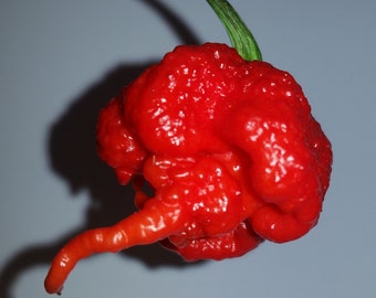 May include: A bright red chili pepper with a highly textured, bumpy, and irregular surface. The pepper features a distinct, elongated, tail-like protrusion extending from the bottom and a small green stem attached to the top of the fruit.