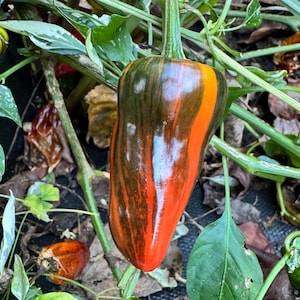 May include: A colorful pepper with a vibrant mix of green, orange, and red stripes. The pepper is attached to a green stem and surrounded by green leaves and foliage. The pepper's unique pattern makes it stand out.