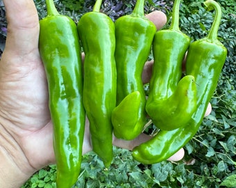 Hatch Green X Hot - Barker's Hot - (Capsicum annum) - Seeds