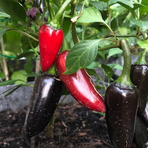 Purple Jalapeno Pepper - Seeds