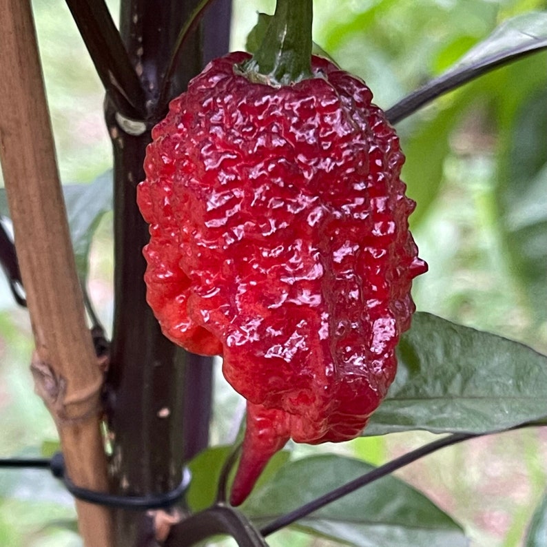 Gator Jigsaw Purple - (capsicum Chinense) - Seeds - Etsy