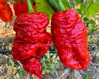 Death Spiral x Primotalii - (Capsicum chinense) - 10 Seeds