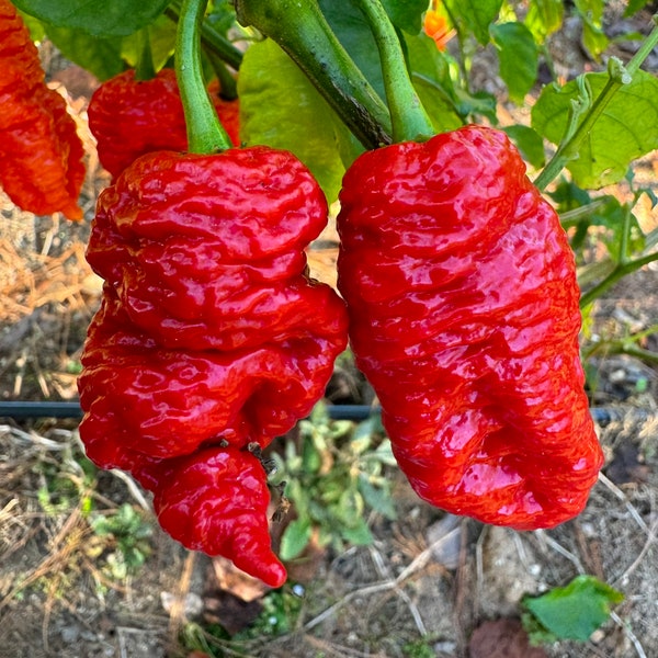 Death Spiral x Primotalii - (Capsicum chinense) - 10 Seeds