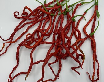 Thunder Mountain Longhorn - (Capsicum annuum) - 10 Seeds