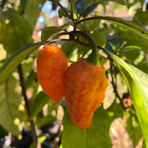 Black Panther Orange - (Capsicum chinense) - Seeds