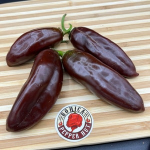 Brown Jalapeno - Seeds