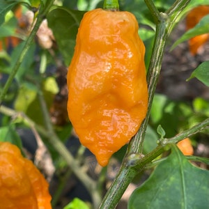 Bhut Jolokia Orange Cream - (Capsicum chinense) - Seeds