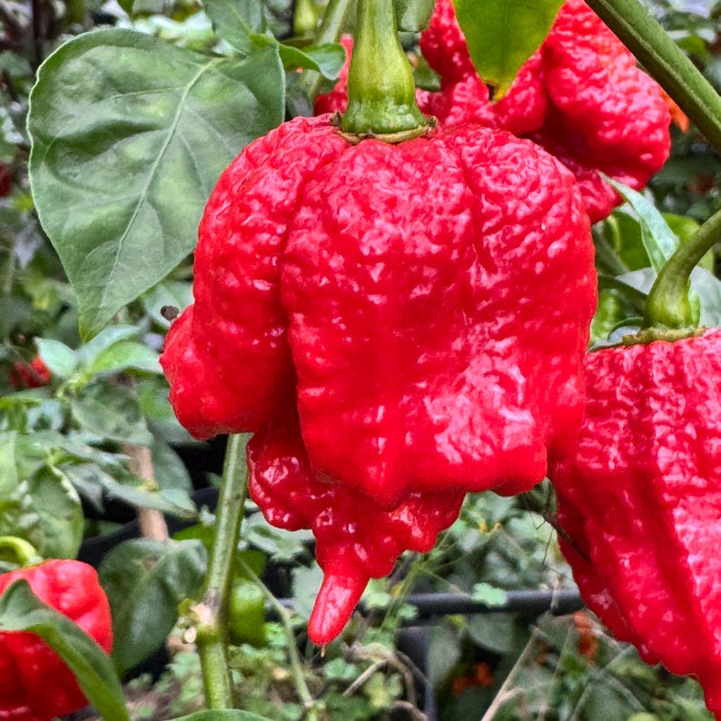 Primo Lucifer XL - (capsicum Chinense) - Seeds - Etsy