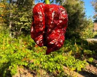 Moruga Blackjack - (Capsicum Chinense) - 10 Seeds