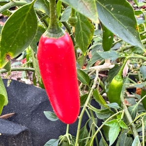 Serrano - (Capsicum annum) - Seeds