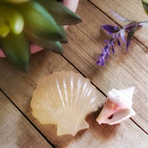 K&ouml;nnte beinhalten: Eine muschelf&ouml;rmige Seife und eine Kegelmuschel liegen auf einer Holzoberfl&auml;che. Die Seife ist hell, durchscheinend und gelb. Die Kegelmuschel ist wei&szlig; mit rosa und orangefarbenen Akzenten. Eine kleine Sukkulente und eine lila Blume befinden sich im Hintergrund.