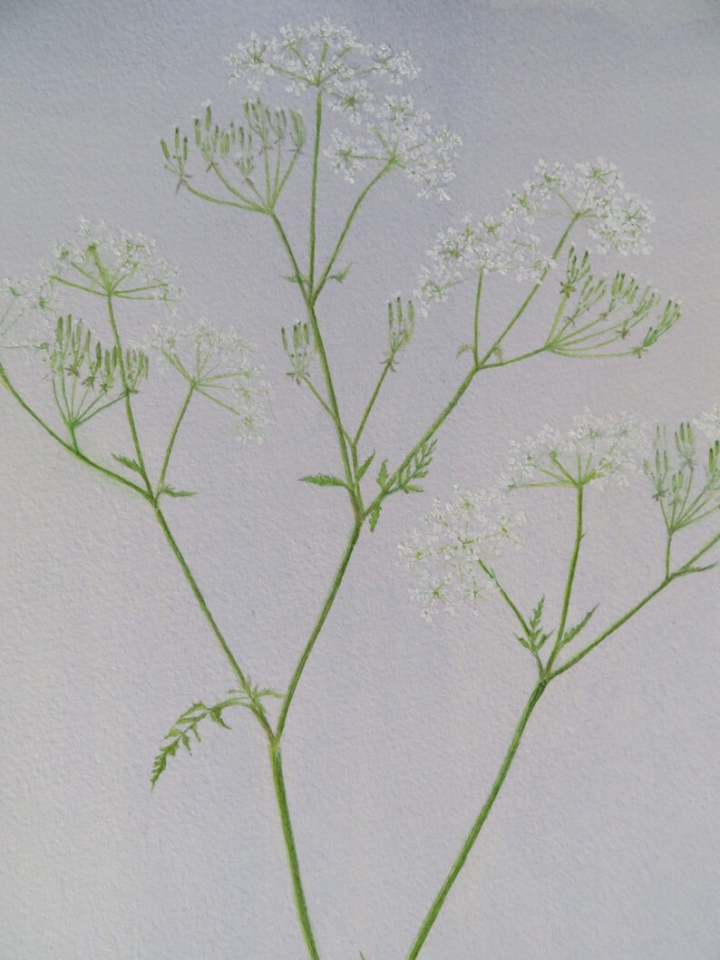 Cow parsley watercolour botanical art original art Etsy