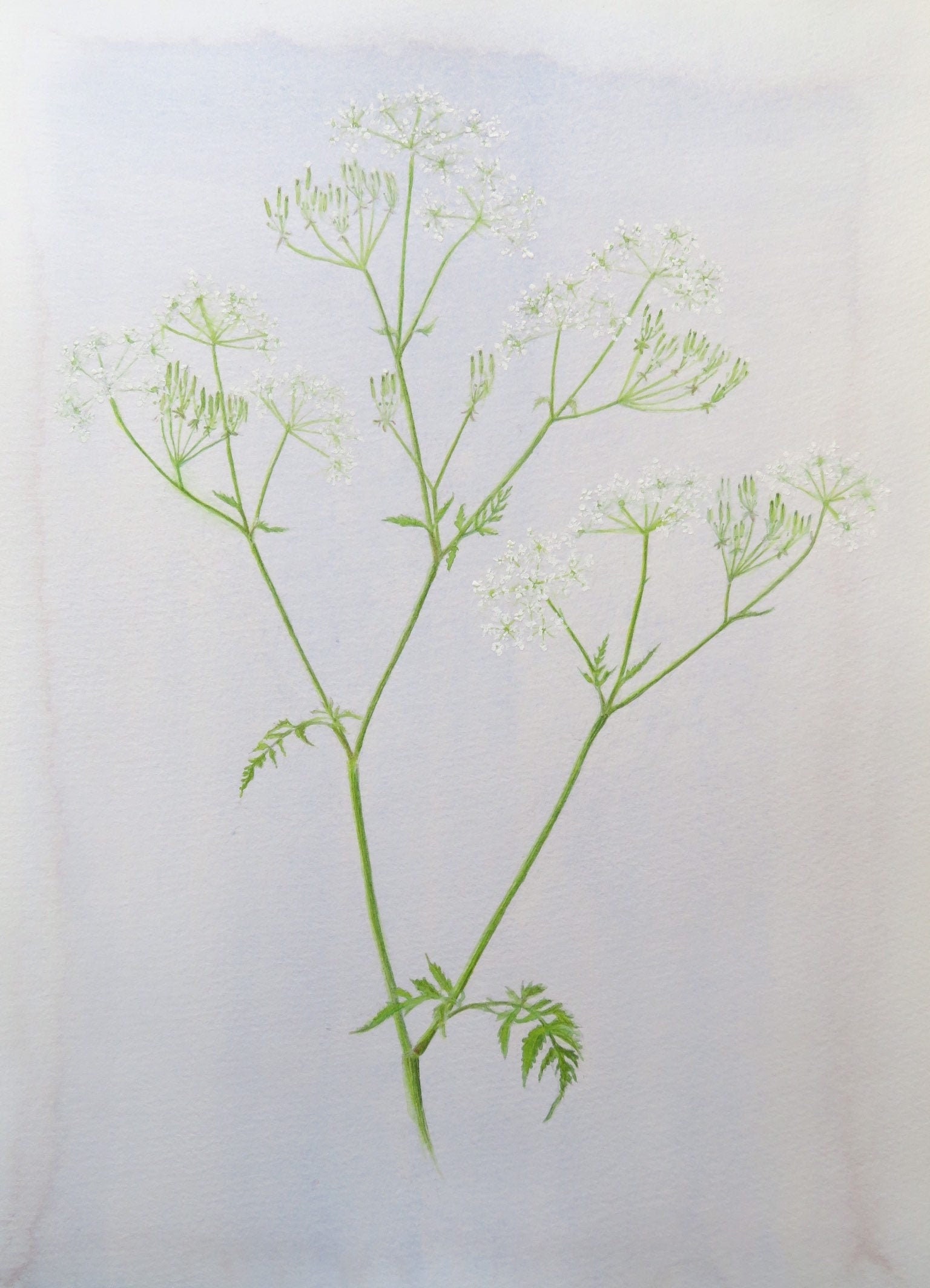 Cow parsley watercolour botanical art original art Etsy