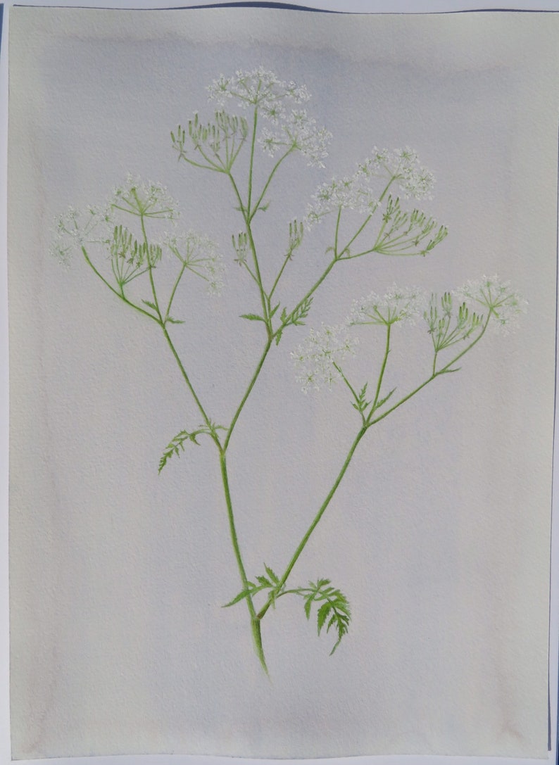 Cow parsley watercolour botanical art original art Etsy