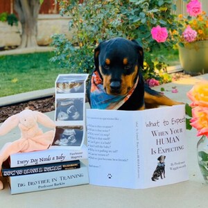 Puede incluir: Un perro Rottweiler con un pañuelo lee un libro titulado "What to Expect When Your Human Is Expecting". Otros libros e imágenes de ultrasonido están cerca. Un conejito de peluche también está en la imagen. La escena es al aire libre con flores.